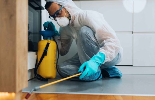 הדברת מזיקים2